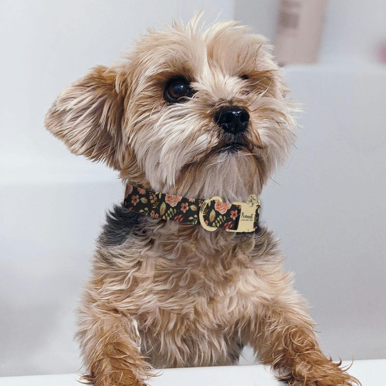 A small, fluffy dog with a floral collar and tag is sitting on a white surface, looking up at the camera.