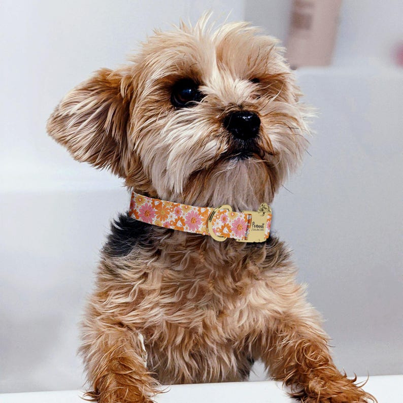 A small, fluffy dog with a collar and tag is sitting on a white surface, looking up at the camera.