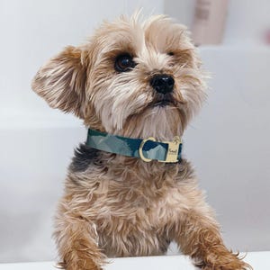 A small, fluffy dog with a blue collar and a tag is sitting on a white surface, looking up at the camera.