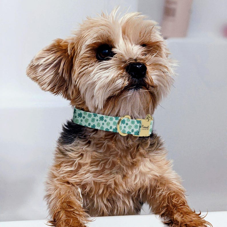 A small, fluffy dog with a green collar and a curious expression, sitting on a white surface.