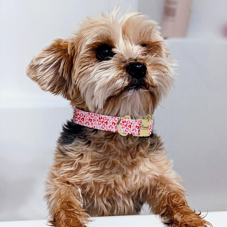 A small brown dog with a pink collar and a tag is sitting on a white surface, looking up at the camera.