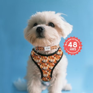 May include: A small white dog wearing a patterned harness and collar. The harness and collar feature a design with orange, brown, and white mountain and tree patterns. The collar has the name "BUDDY" on it. The background is a solid light blue.