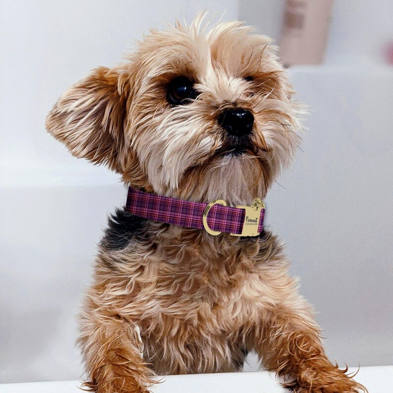 A small, fluffy dog with a pink collar and a gold tag is sitting on a white surface, looking up at the camera.