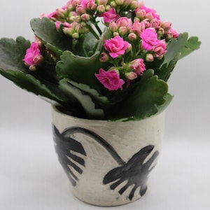 May include: A pink flowering plant in a white ceramic pot with a black and white leaf design.