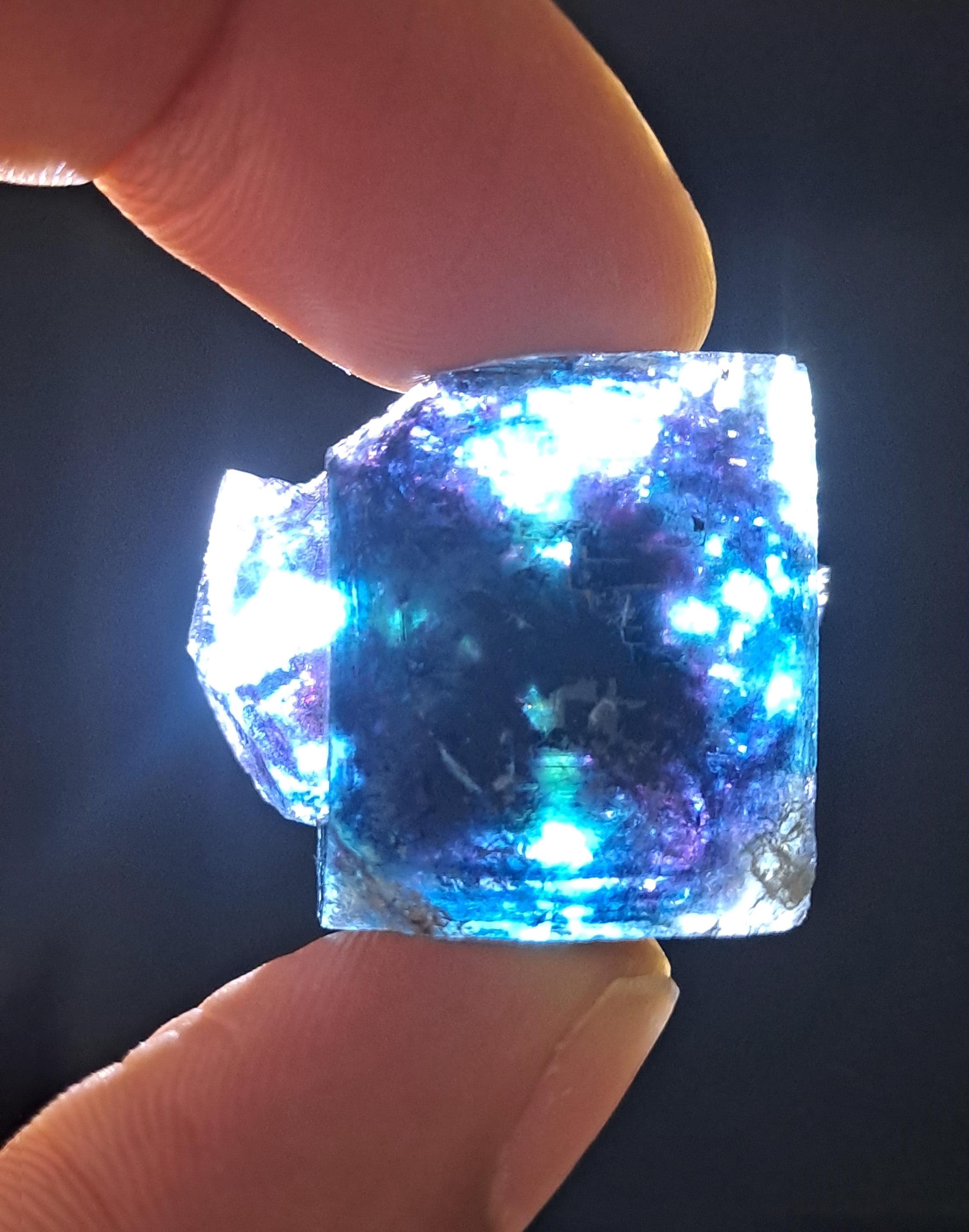 バタフライポケット オコルス フローライト w\ ブラック\パープル