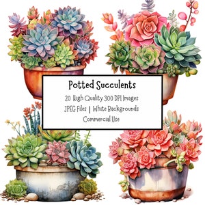 May include: A set of four watercolor illustrations of potted succulents. The succulents are in various shades of green, pink, and blue. The pots are brown and white.