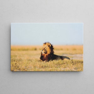 Majestic LION in SAVANNA - WILDLIFE Wallart - Nature mural on high-quality canvas - Lion in the wild