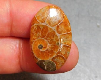 アンモナイト - オパール化アンモナイト - アンモナイト標本 - 研磨