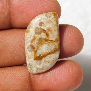 Natürlicher Fossil Korallen Cabochon: Geschliffener Edelstein (32 X 17 X 5 mm)