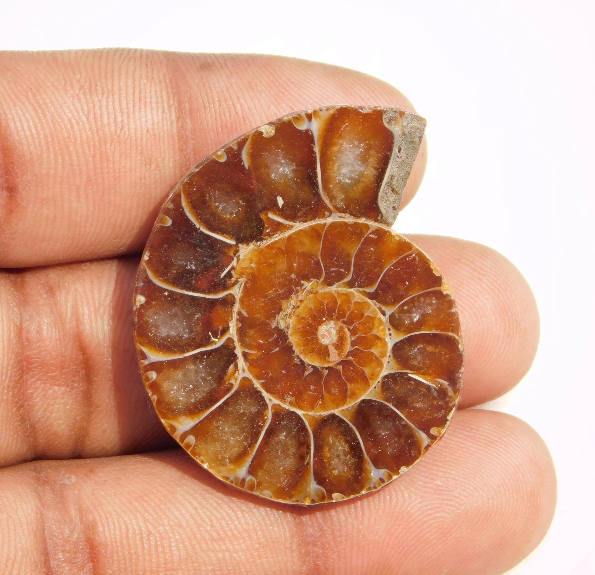 アンモナイトオパール Amazon.co.jp: オパール アンモナイト レインボー 化石 アンモライト