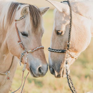 Puede incluir: Dos caballos de color beige claro con cabezadas y riendas de cuero trenzado, uno frente al otro. Los caballos tienen crines de color claro y están en un campo con luz natural suave. Los caballos llevan cabezadas de cuero.
