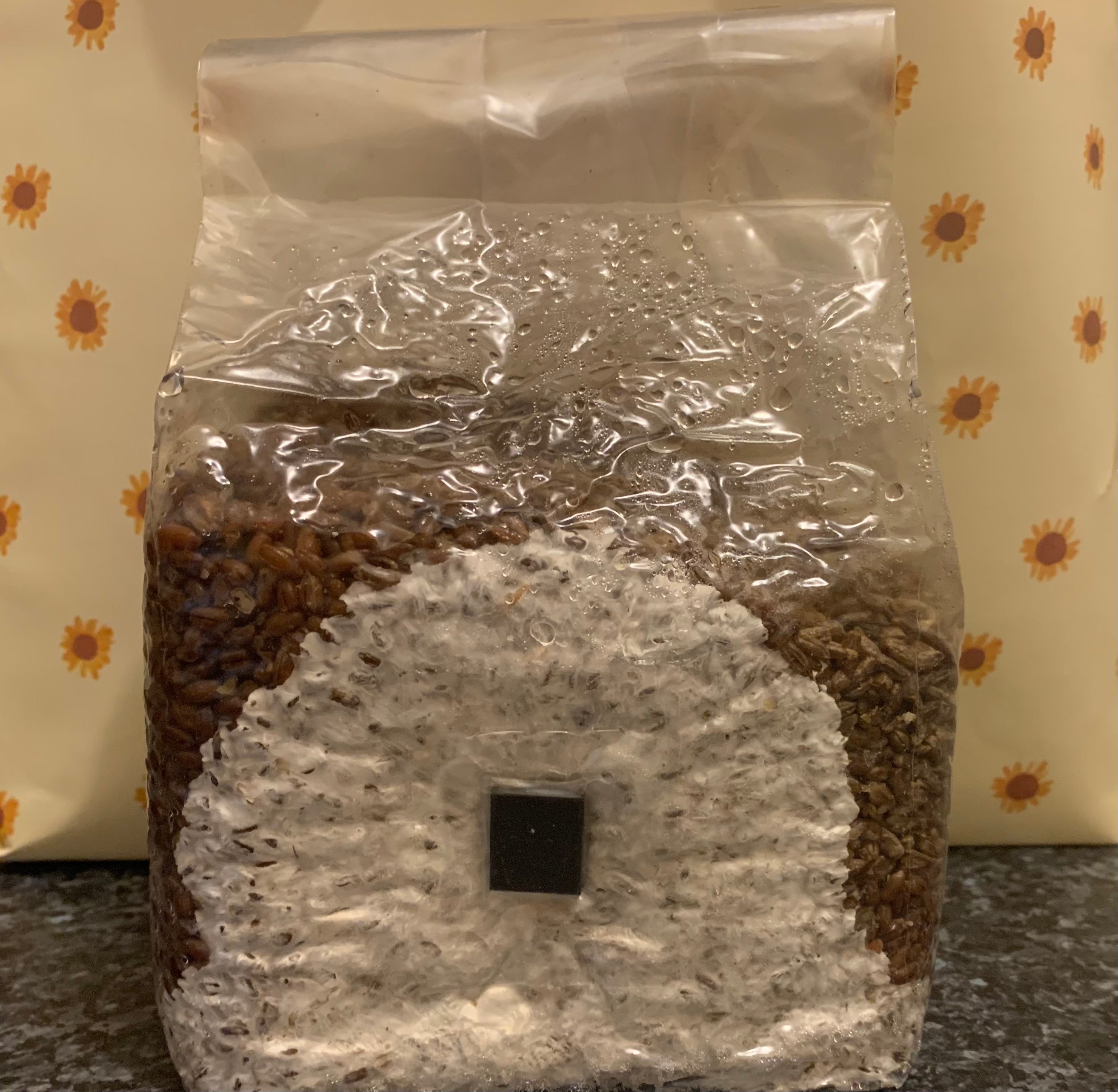 Sterile Grain Spawn 8 pounds – Mushroom Spawn Store