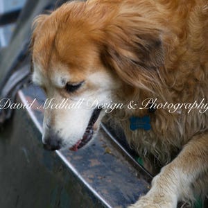 Dog Aboard Canal Boat