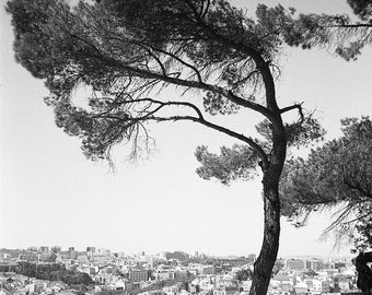 Leaning Tree in Lisbon, Portugal