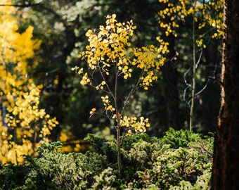 Aspen in the Forest