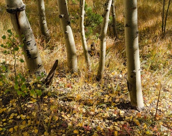 Aspen Tree Trunks