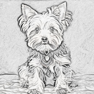 May include: A black and white pencil drawing of a Yorkshire Terrier sitting on a textured surface. The dog has a collar with a tag.