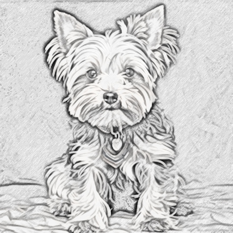 May include: A black and white pencil drawing of a Yorkshire Terrier sitting on a textured surface. The dog has a collar with a tag.