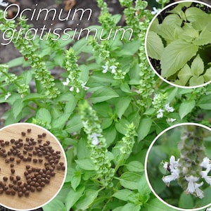 Puede incluir: Primer plano de una planta de albahaca verde con flores blancas. La planta está etiquetada como "Ocimum gratissimum". La imagen también muestra un primer plano de las semillas de albahaca y un primer plano de las flores.