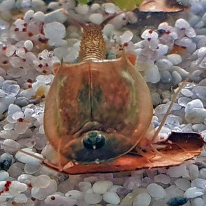 Triops Granarius