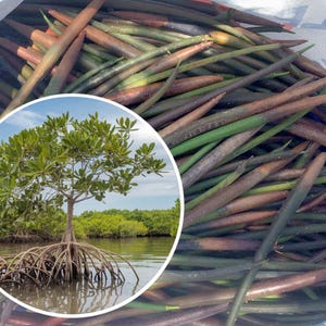Peut inclure: Une collection de propagules de palétuvier longues, fines et cylindriques à la peau verte et brune, présentées avec une image circulaire montrant un palétuvier mature aux racines échasses dans une eau côtière.