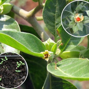 Graines Withania somnifera, Ashwagandha, Ginseng indien, excellent taux de germination, idéales pour semis réussi