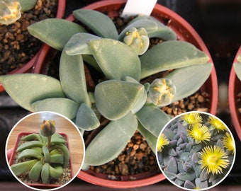 10 seeds Aloinopsis peersii, Deilanthe Nananthus Peersii, Mesembs Mesembryantemaceae, rare succulents or succulents