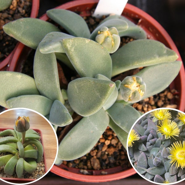 10 seeds Aloinopsis peersii, Deilanthe Nananthus Peersii, Mesembs Mesembryantemaceae, rare succulents or succulents