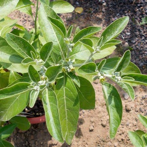 Graines Withania somnifera, Ashwagandha, Ginseng indien, excellent taux de germination, idéales pour semis réussi