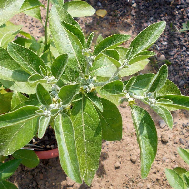 Graines Withania somnifera, Ashwagandha, Ginseng indien, excellent taux de germination, idéales pour semis réussi