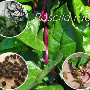 新鮮な種子 赤マラバルほうれん草、バセラ アルバ ルブラ、バーゼル、セイロンほうれん草、インドほうれん草、アンゴラ ブリード、ツル ムラサキ