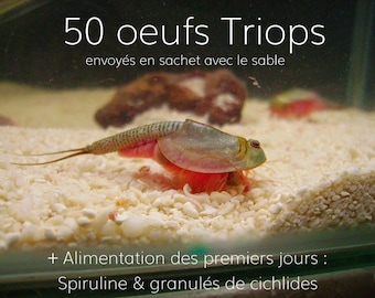 50 Huevos Vivos de Triops Longicaudatus Granarius Cancriformis Australiansis + Comida 1er días (espirulina + pellets de cíclidos)