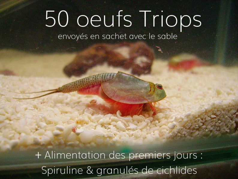 oeufs de Triops avec spiruline et granulés de cichlides pour l'alimentation des premiers jours