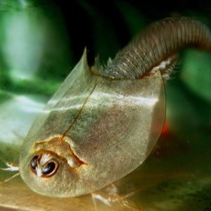 Triops Longicaudatus