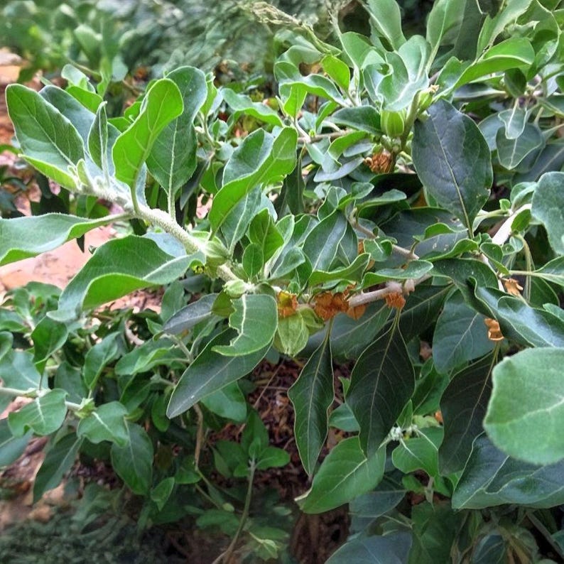 Graines Withania somnifera, Ashwagandha, Ginseng indien, excellent taux de germination, idéales pour semis réussi