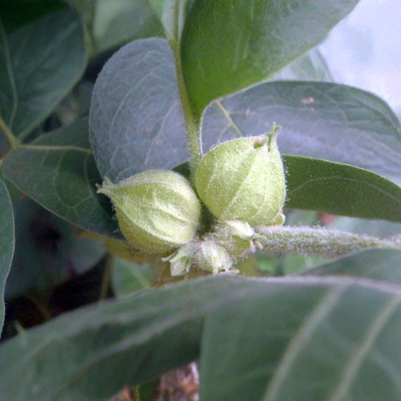 Graines Withania somnifera, Ashwagandha, Ginseng indien, excellent taux de germination, idéales pour semis réussi