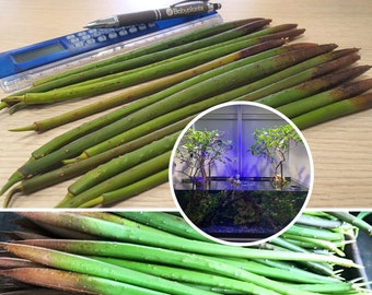 Zaad van de rode mangrove, Rhizophora mangle propagule, circa 15-25 cm - ideaal voor aquaristen - aquariumwaterbehandeling