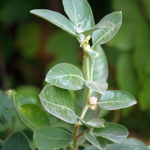 Graines Withania somnifera, Ashwagandha, Ginseng indien, excellent taux de germination, idéales pour semis réussi