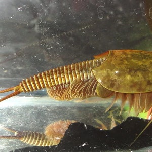 Triops Granarius