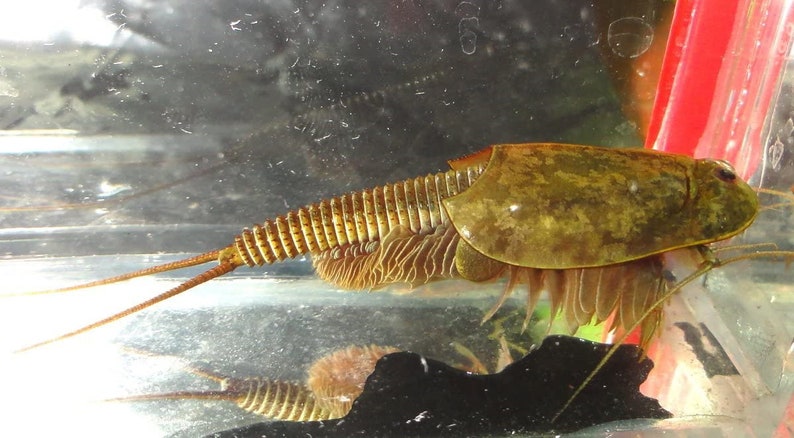 Triops Granarius