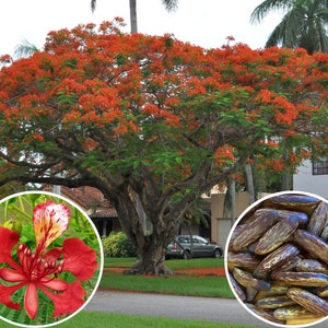 5 fresh seeds of Flamboyant, Delonix regia, Royal Poinciana regia, African flame tree, Fire Tree, Gulmohar