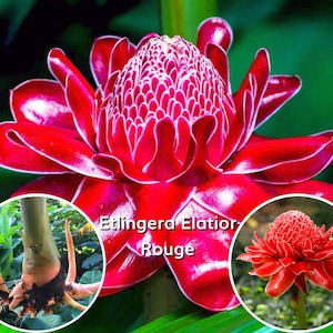Könnte beinhalten: Eine leuchtend rote Etlingera Elatior-Blume mit weißen Akzenten, die ihre komplizierte Blütenblattstruktur zeigt. Das Bild enthält Nahaufnahmen des Stiels der Pflanze und einer kleineren Blüte, mit dem Text "Etlingera Elatior Rouge".