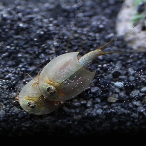 Triops Australiensis Queensland