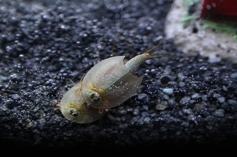 Triops Australiensis Queensland