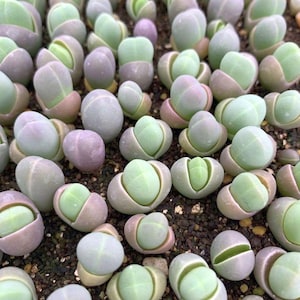 May include: A close-up of a group of succulent plants, featuring rounded, fleshy leaves in shades of pale green, lavender, and pink. Some leaves are split open, revealing a vibrant green interior. The plants have a smooth, organic appearance.