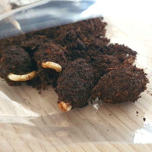 Può includere: Una raccolta di semi o bulbi ovali marrone scuro ricoperti di terra, che emergono parzialmente da un sacchetto di plastica trasparente. Diversi elementi mostrano piccoli germogli pallidi e ricurvi sulle loro superfici terrose.