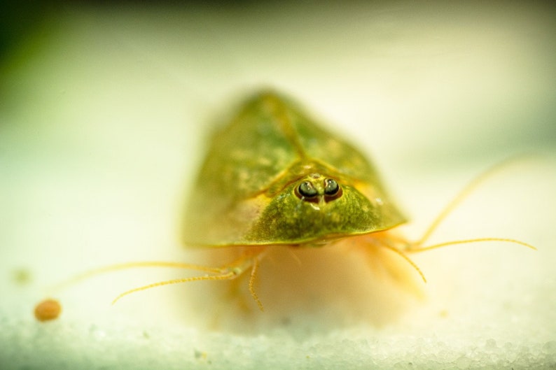 Triops Longicaudatus