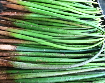 Red Mangrove seed, Propagule Rhizophora mangle approximately 15-25cm - ideal for aquarists