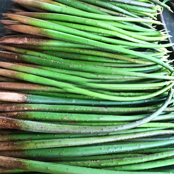 Rote Mangrovensamen, Propagule Rhizophora mangle, ca. 15–25 cm – ideal für Aquarianer