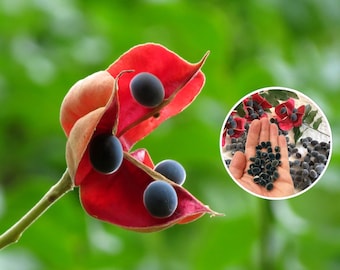 Fresh seeds Majidea zanguebarica, Zanzibar pearls, Black pearl tree, mgambo tree, velvet seed tree